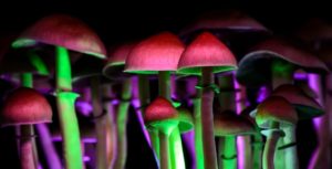 Magic Mushrooms